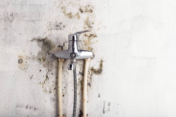 Best Same-Day Mold Removal  in Pilot Point, TX