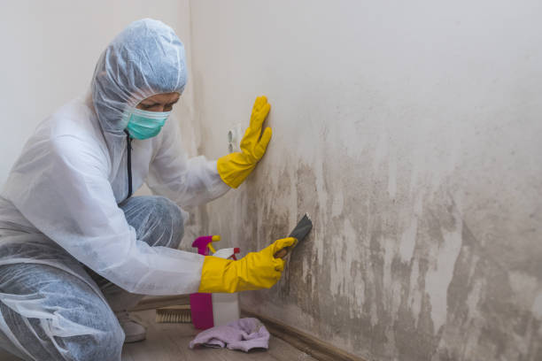 Best Attic Mold Removal  in Pilot Point, TX