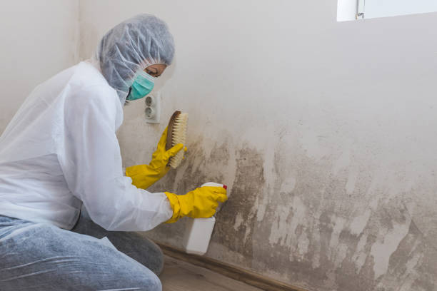 Attic Mold Removal in Pilot Point, TX