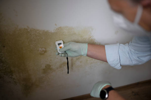 Best Mold Damage Repair  in Pilot Point, TX