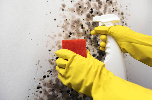 Best Certified Mold Removal  in Pilot Point, TX