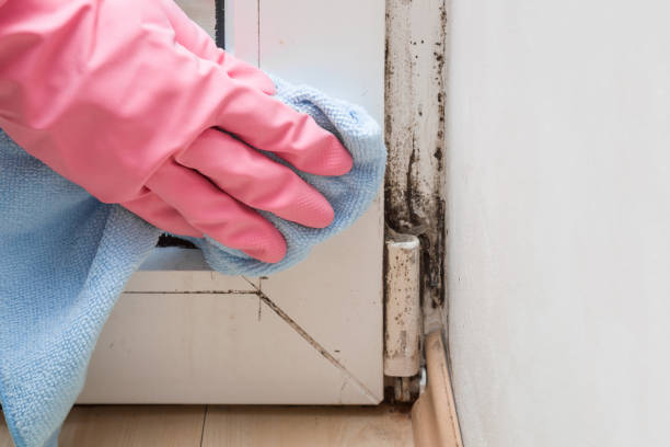 Office Mold Removal Services in Pilot Point, TX