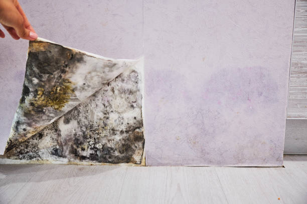 Best Office Mold Removal Services  in Pilot Point, TX